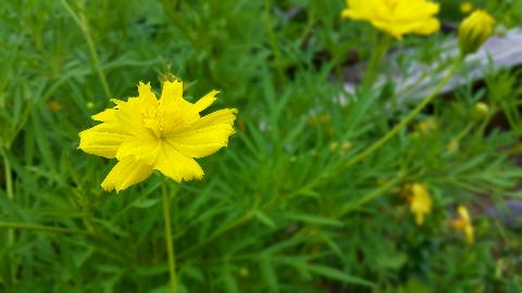 Goa Flowers - Download Goa Photos